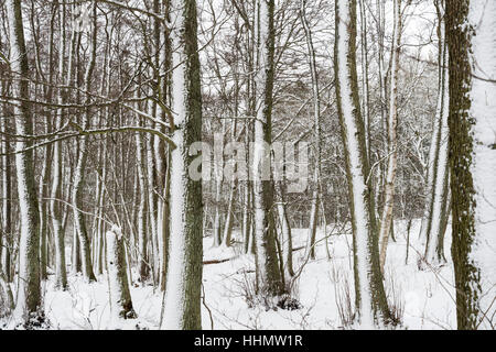 Snowy tronchi di alberi in una foresta caduca dopo la tempesta di neve Foto Stock