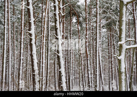 Snowy tree trunks in a pine tree forest after the snow storm Foto Stock
