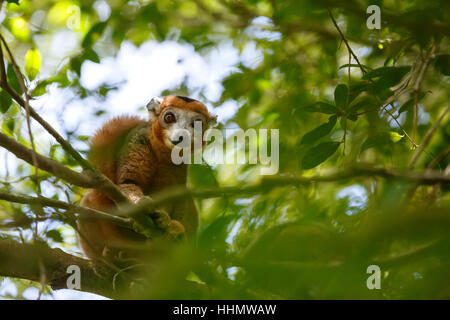 Lemure coronato (il Eulemur coronatus) su albero in Ankarana Parco Nazionale. Il lemure coronato è endemica al secco di foreste di latifoglie del Nord della cima di Foto Stock