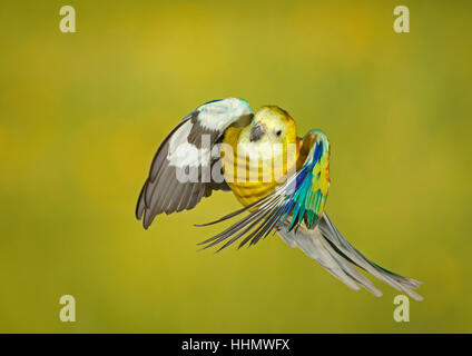 Rosso-rumped parrot, anche red-backed parrot (Psephotus haematonotus) in volo, captive, Germania Foto Stock