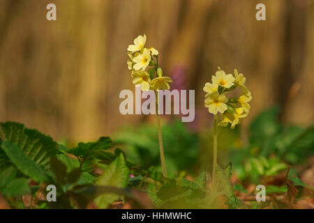 Oxlip o vero oxlip (Primula elatior, Turingia), Germania Foto Stock