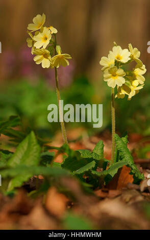 Oxlip o vero oxlip (Primula elatior, Turingia), Germania Foto Stock