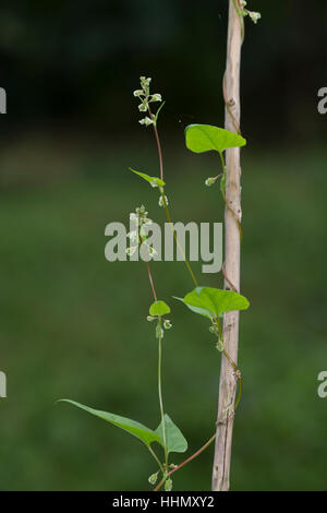 Hecken-Windenknöterich, Hecken-Flügelknöterich, Hecken-Knöterich, Fallopia dumetorum, Polygonum dumetorum, Bilderdykia dumetorum, copse Centinodia, la R Foto Stock