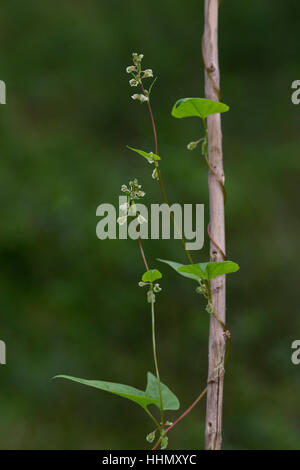 Hecken-Windenknöterich, Hecken-Flügelknöterich, Hecken-Knöterich, Fallopia dumetorum, Polygonum dumetorum, Bilderdykia dumetorum, copse Centinodia, la R Foto Stock