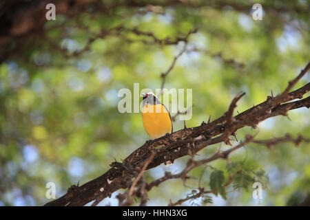 Bananaquit Bird (Coereba flaveola) su un ramo in Curacao Foto Stock