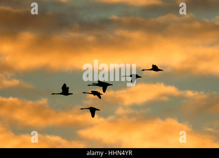 Trumpeter swans silhouette in volo, Fir farm Isola Riserva, Skagit Area faunistica, Washington Foto Stock