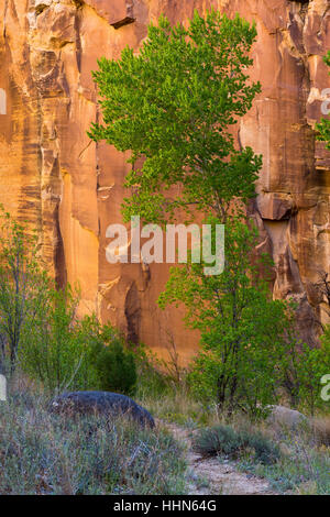 Un albero di pioppi neri americani contro una scogliera di arenaria nella Escalante River Canyon. Grand Staircase-Escalante monumento nazionale, Utah Foto Stock