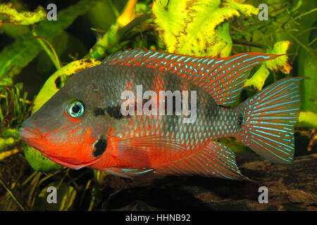 Messicano bocca di fuoco (Thorichthys meeki) - maschio Foto Stock