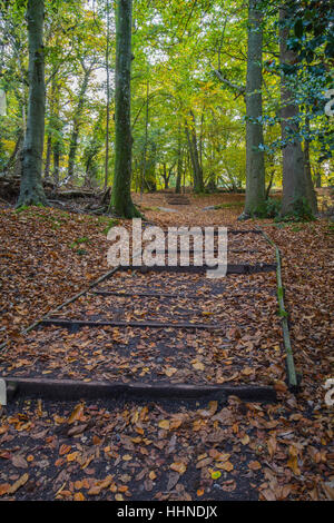 Tappeto di foglie sul suolo della foresta con gradini in legno percorso attraverso i boschi con il sole che splende attraverso gli alberi Foto Stock