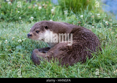 Otter ( Lutra lutra ) recante sulla banca di erba Foto Stock