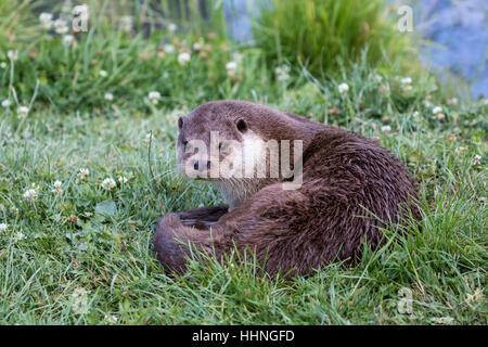 Otter ( Lutra lutra ) recante sulla banca di erba Foto Stock