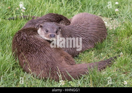 Due lontre ( Lutra lutra ) Cuddling sulla banca di erba Foto Stock