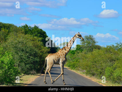Giraffa con uccelli oxpecker sul suo collo che si nutrono di giraffa''s zecche ,attraversando la strada nei pressi di Satara Rest camp nel parco di Kruger Foto Stock