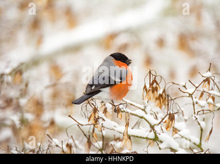 Primo piano di un maschio eurasion bullfinch bird seduto sul ramo di una coperta di neve tree Foto Stock