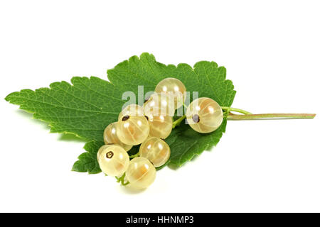 Ribes bianco isolato su sfondo bianco Foto Stock