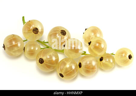 Ribes bianco isolato su sfondo bianco Foto Stock