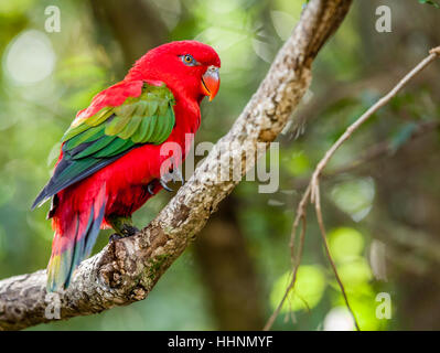 Close-up immagine di Lory di chattering che vivono in un santuario degli uccelli vicino a Plettenberg Bay, Sud Africa Foto Stock