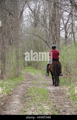 Un uomo che cavalca un cavallo islandese giù un tranquillo sentiero del bosco su un inizio di giornata di primavera Foto Stock