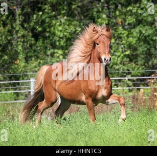 Un giovane cavallo islandese castrazione mostra off in alpeggio Foto Stock