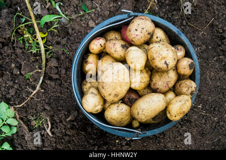 Benna di patate nella sporcizia Foto Stock