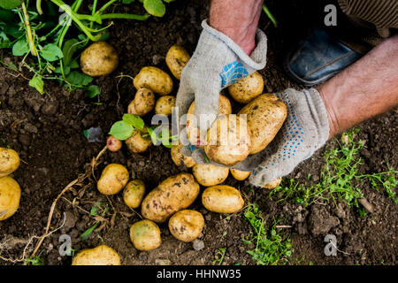 Le mani del giardiniere holding di patate nella sporcizia Foto Stock