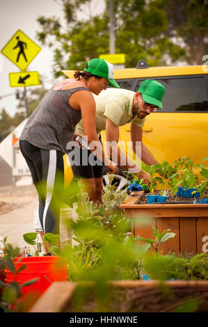 Ispanico giovane piantagione nel giardino rialzato Foto Stock