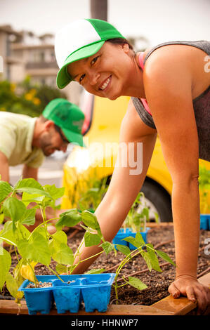 Ispanico giovane piantagione nel giardino rialzato Foto Stock