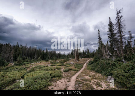 Nuvole sopra il sentiero nel paesaggio forestale Foto Stock
