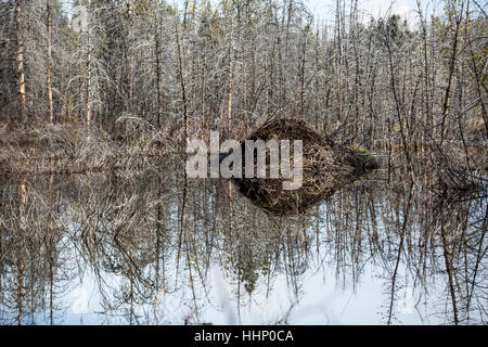 La riflessione della diga e alberi nel lago Foto Stock