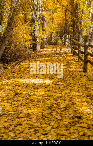 Recinzione in legno in autunno Foto Stock