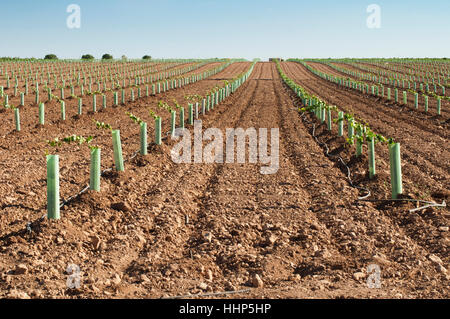 Albero, alberi, Industria, nuovo, foglie, agricoltura, allevamento, campo, vino, uva, Foto Stock