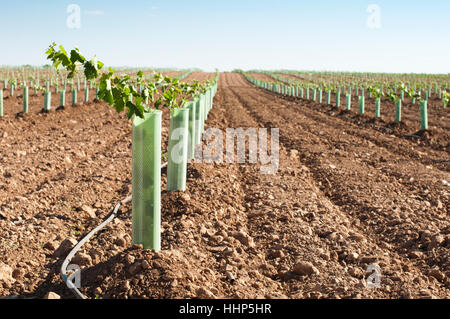 Albero, alberi, Industria, nuovo, foglie, agricoltura, allevamento, campo, vino, uva, Foto Stock