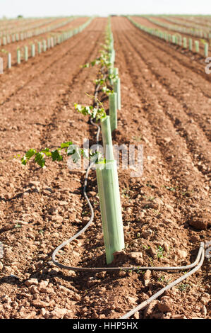 Albero, alberi, Industria, nuovo, foglie, agricoltura, allevamento, campo, vino, uva, Foto Stock