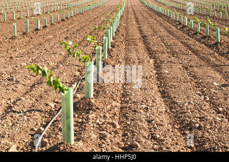 Albero, alberi, Industria, nuovo, foglie, agricoltura, allevamento, campo, vino, uva, Foto Stock