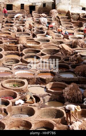 Lavoratori muoiono rawhide in tini in Fez, in Marocco conceria. Foto Stock