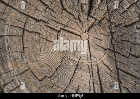 Primo piano della vecchia weathered e screpolata log di anelli di estremità di un Log Cabin dependance Foto Stock