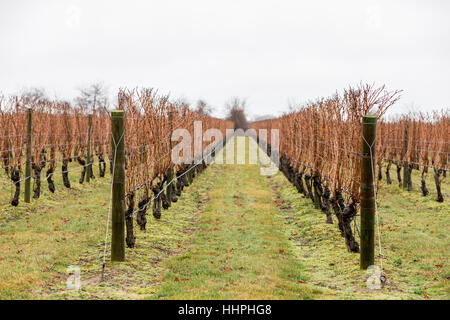 Righe di wet i vitigni in inverno presso una cantina Foto Stock