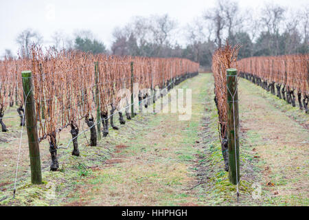 Righe di wet i vitigni in inverno presso una cantina Foto Stock