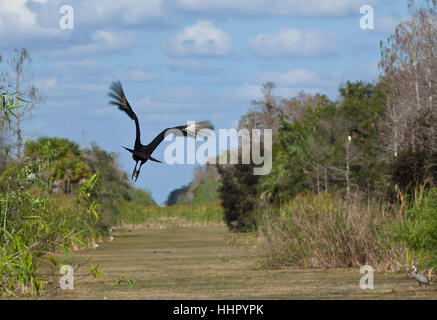 Ochopee, STATI UNITI D'AMERICA. Xix gen, 2017. Un tacchino avvoltoio vola sopra una palude oltre il Big Cypress National Preserve nella parte sud-ovest dello stato in Ochopee, Florida. Credito: Ralph Lauer/ZUMA filo/Alamy Live News Foto Stock