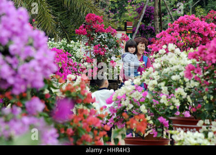 Haikou, cinese della provincia di Hainan. Xx gen, 2017. Turisti visitano il 2° Hainan Turismo Internazionale Isola Bougainvillea Spectabilis esposizione in Haikou, capitale del sud della Cina di Hainan Provincia, 20 gennaio, 2017. Credito: Yang Guanyu/Xinhua/Alamy Live News Foto Stock