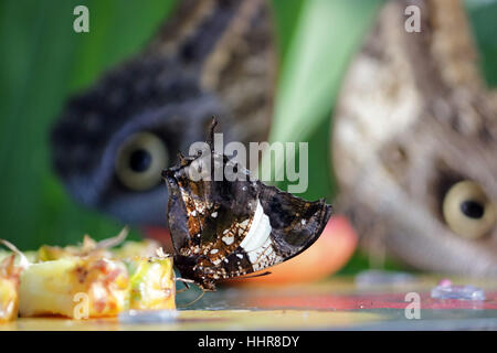 Wisley, Surrey, Regno Unito. Il 20 gennaio 2017. farfalla con esso le ali di feed chiuso su frutta con il guardare gli occhi del gufo due farfalle dietro, nel calore della serra tropicale at Wisley Gardens in Surrey. Foto Stock