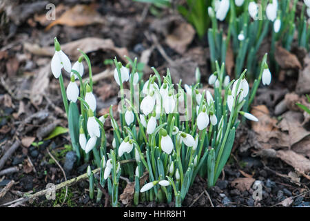 Llansaint, Wales, Regno Unito. Xx gen, 2017. In una giornata di sole con temperature di circa 3 gradi bucaneve cominciano a fiorire in un giardino nel villaggio di Llansaint, Carmarthenshire, West Wales, Regno Unito Credito: Paolo Quayle/Alamy Live News Foto Stock