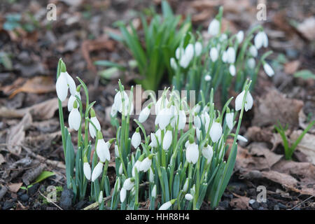 Llansaint, Wales, Regno Unito. Xx gen, 2017. In una giornata di sole con temperature di circa 3 gradi bucaneve cominciano a fiorire in un giardino nel villaggio di Llansaint, Carmarthenshire, West Wales, Regno Unito Credito: Paolo Quayle/Alamy Live News Foto Stock