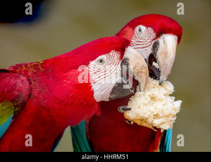 Scarlet Macaw uccelli condividono un pezzo di crema focaccia presso un santuario degli uccelli in India. un primo piano ritratto. Foto Stock