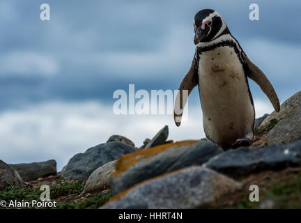 Un pinguino magellanic camminando sulla isola di Magdalena.Patagonia cilena. Foto Stock