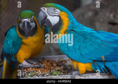 Blue giallo macaw uccelli mangiare frutta presso un santuario degli uccelli in India. Foto Stock