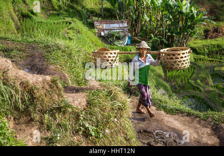 Riso balinesi field worker nel bel mezzo di campi di riso in Ubud, Bali, Indonesia Foto Stock