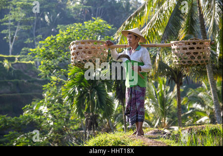 Riso balinesi field worker nel bel mezzo di campi di riso in Ubud, Bali, Indonesia Foto Stock