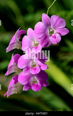 Viola Denerobium Orchidee (Dendrobium ibride) nel giardino tropicale. Foto Stock