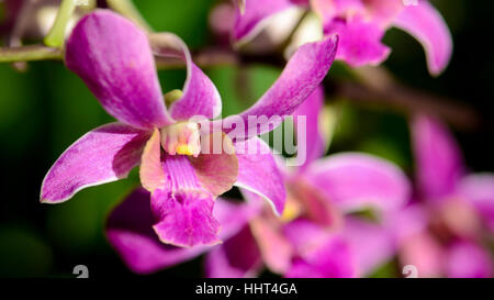 Viola Denerobium Orchidee (Dendrobium ibride) nel giardino tropicale. Foto Stock